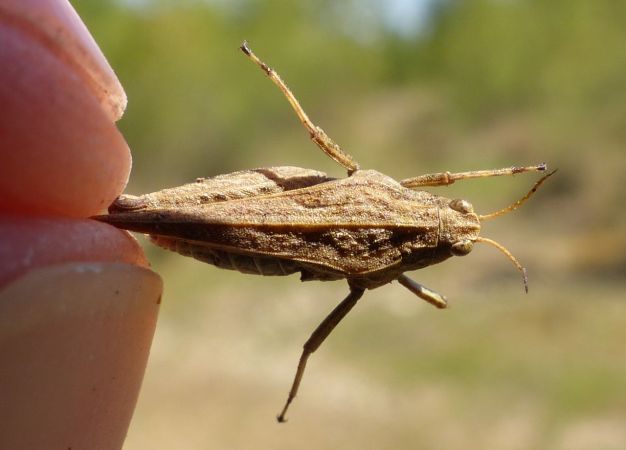 Slender Ground-hopper 