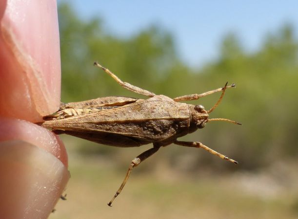 Slender Ground-hopper 
