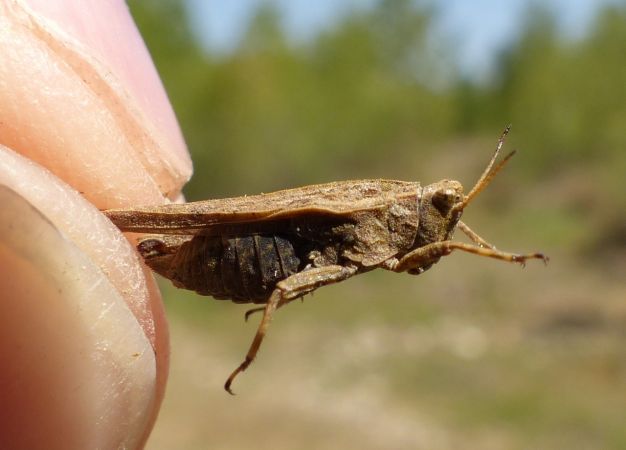 Slender Ground-hopper 