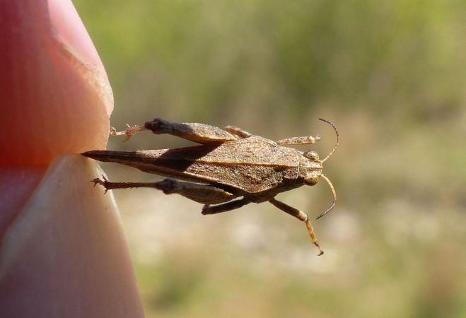 Slender Ground-hopper 