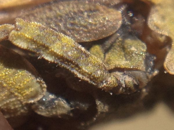 Cepero's Ground-hopper 