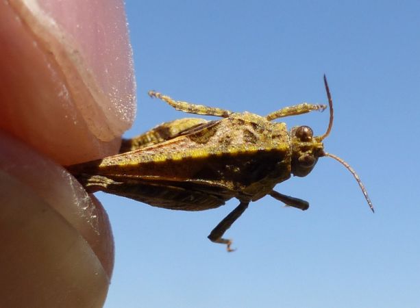 Tétrix des vasières 