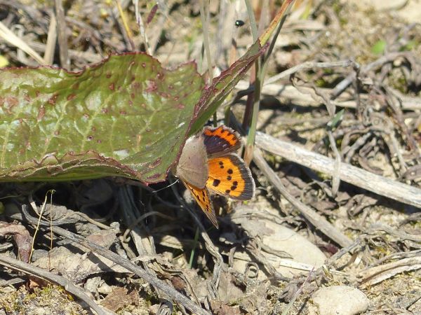 Small Copper 