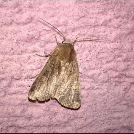 Xestia xanthographa  - Thomas Lux