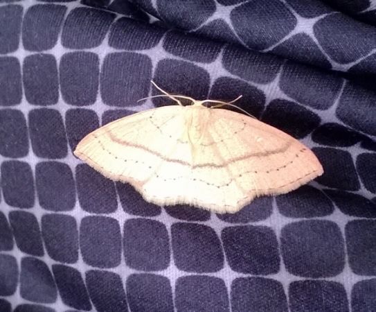 Cyclophora linearia  - Thomas Lux