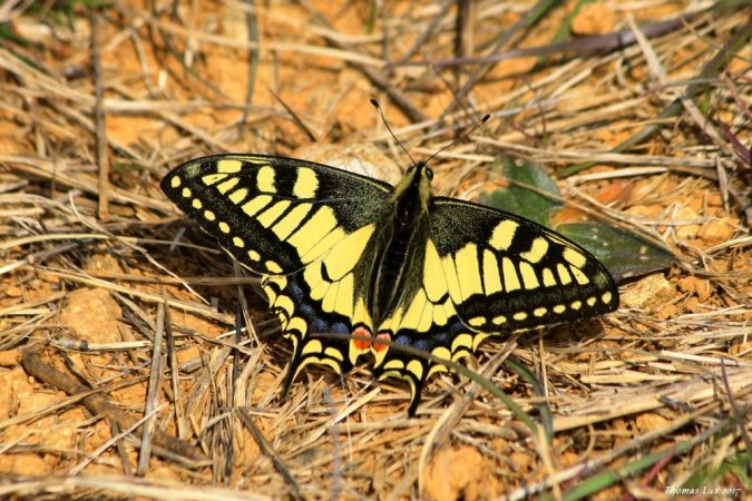 Machaon  - Thomas Lux