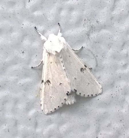 Acronicta leporina  - Thomas Lux