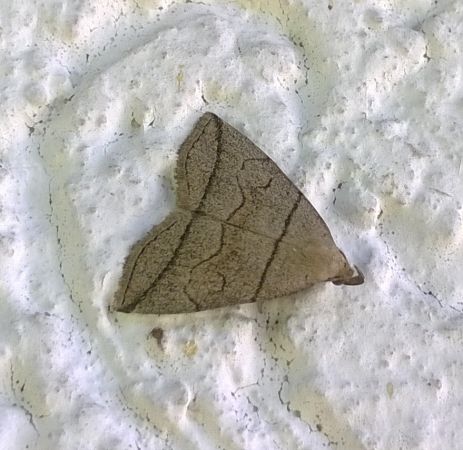 Herminia grisealis  - Thomas Lux