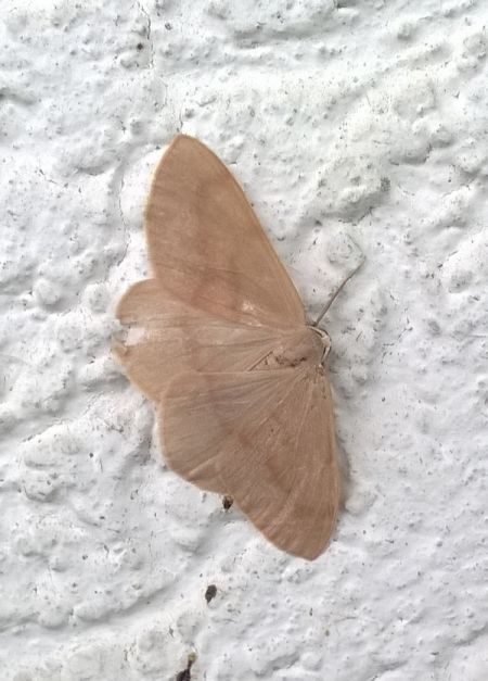 Hylaea fasciaria  - Thomas Lux