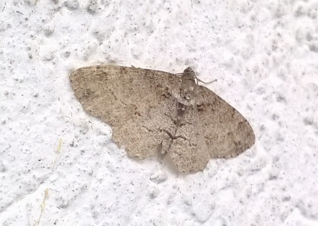 Paradarisa consonaria  - Thomas Lux
