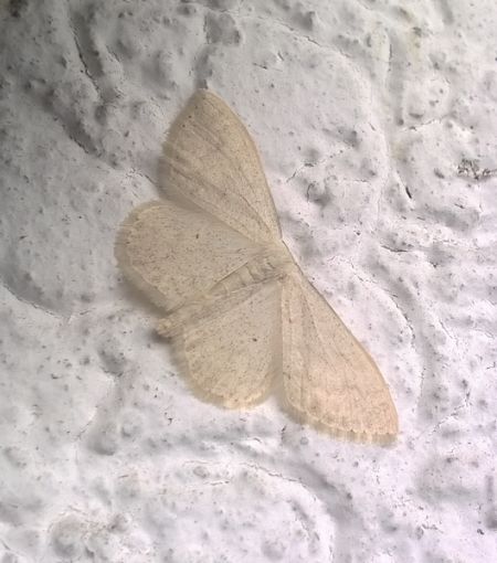 Scopula floslactata  - Thomas Lux