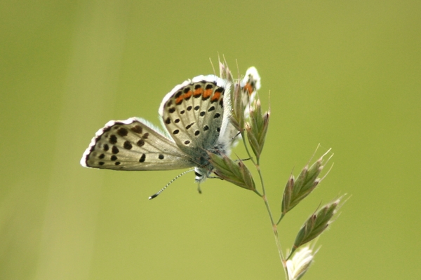 Baton Blue  - Thomas Lux