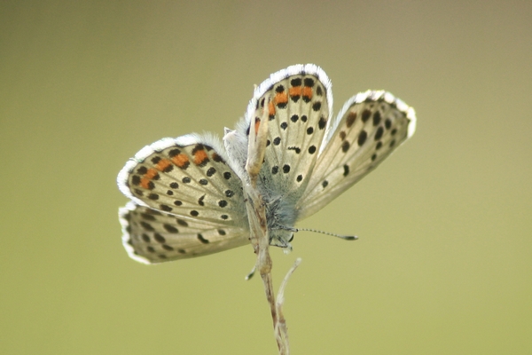 Baton Blue  - Thomas Lux