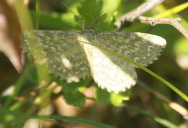 Scopula immorata  - Thomas Lux