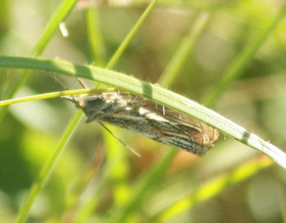 Crambus des champs  - Thomas Lux
