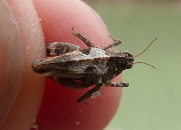 Long-horned Groundhopper 