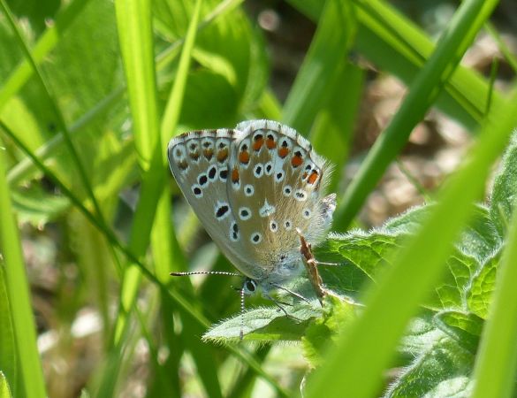 Azuré bleu céleste 
