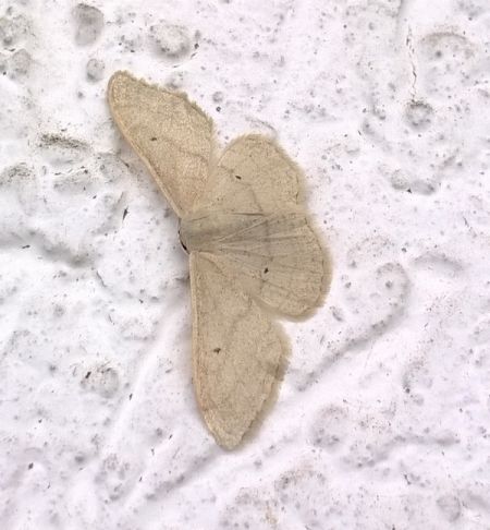 Idaea straminata  - Thomas Lux