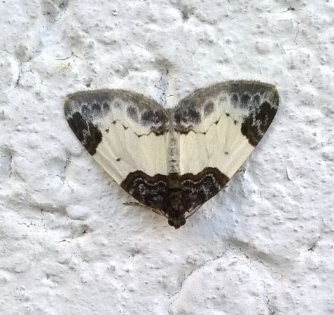 Mesoleuca albicillata  - Thomas Lux