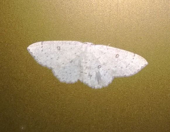 Cyclophora albipunctata  - Thomas Lux