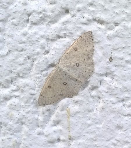 Cyclophora albipunctata  - Thomas Lux
