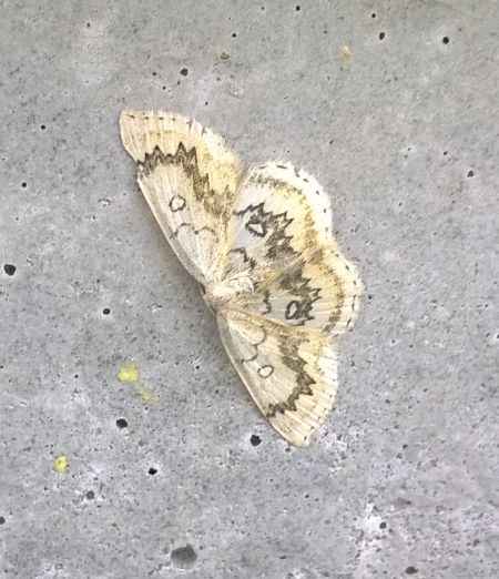 Cyclophora annularia  - Thomas Lux