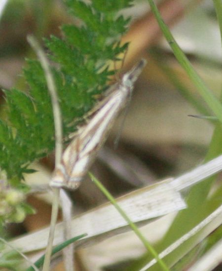 Crambus lathoniellus  - Thomas Lux