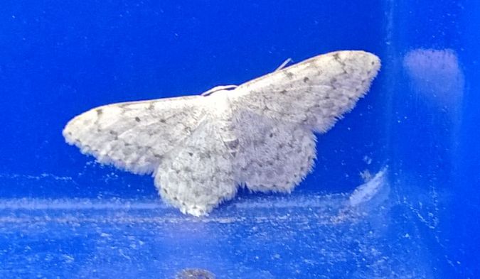 Scopula marginepunctata  - Thomas Lux