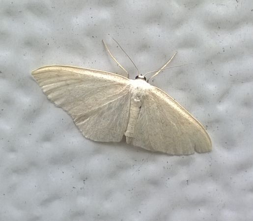Scopula floslactata  - Thomas Lux