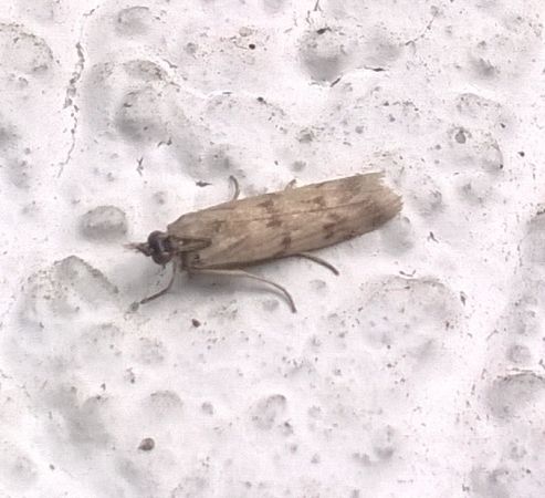 Homoeosoma sinuella  - Thomas Lux