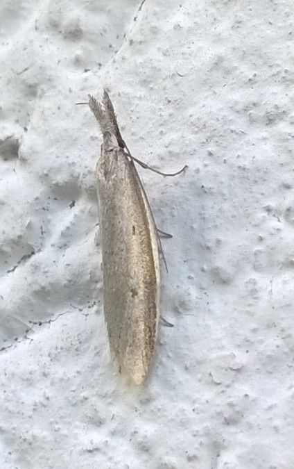 Pleurota bicostella  - Thomas Lux