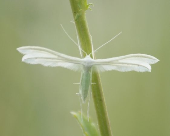 Ptérophore blanc  - Thomas Lux