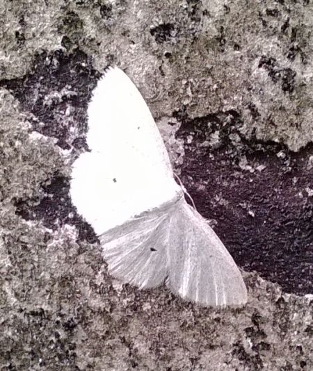 Scopula immutata  - Thomas Lux