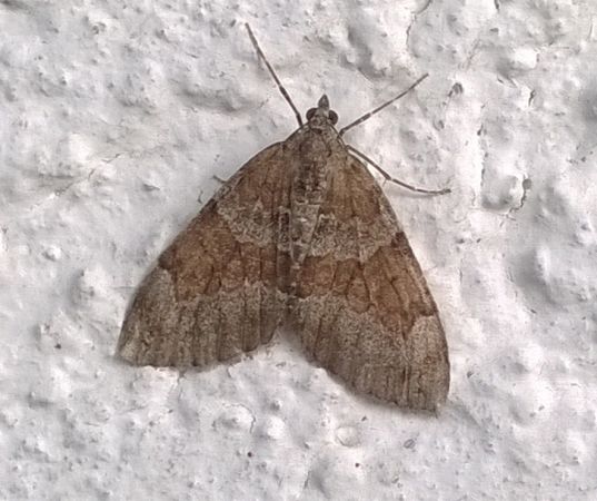 Thera obeliscata  - Thomas Lux