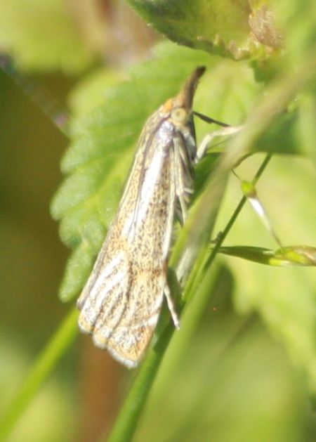 Crambus des champs  - Thomas Lux