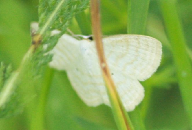Scopula immutata  - Thomas Lux