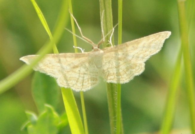 Idaea macilentaria  - Thomas Lux