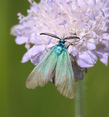 Adscita sp.  - Thomas Lux