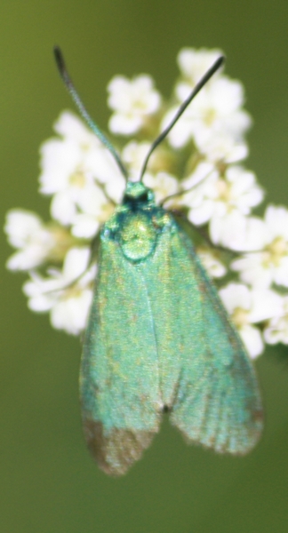 Adscita sp.  - Thomas Lux