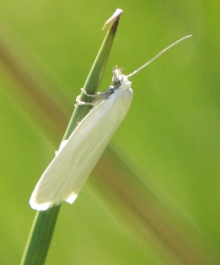 Eana argentana  - Thomas Lux