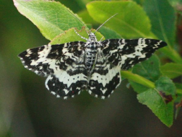 Epirrhoe tristata  - Thomas Lux