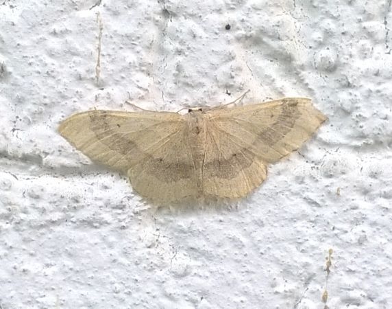 Idaea aversata  - Thomas Lux