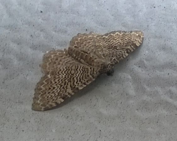 Rheumaptera undulata  - Thomas Lux