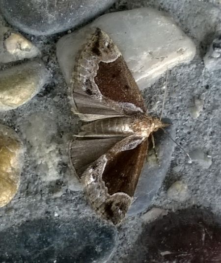Hypena crassalis  - Thomas Lux