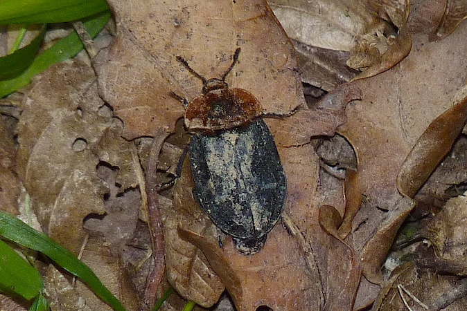 Oiceoptoma thoracicum  - Jacques Thiriet