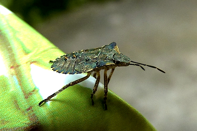 Pentatoma rufipes  - Jacques Thiriet