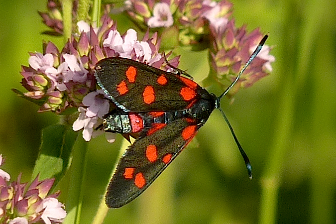 Zygaena ephialtes  - Jacques Thiriet