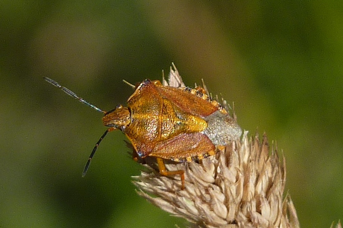 Carpocoris purpureipennis  - Jacques Thiriet