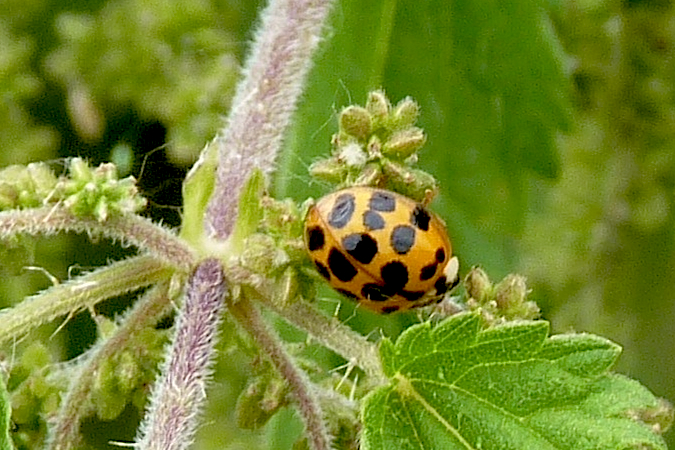 Coccinelle asiatique  - Jacques Thiriet