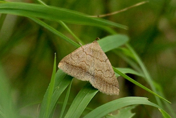 Zanclognatha lunalis  - Jacques Thiriet